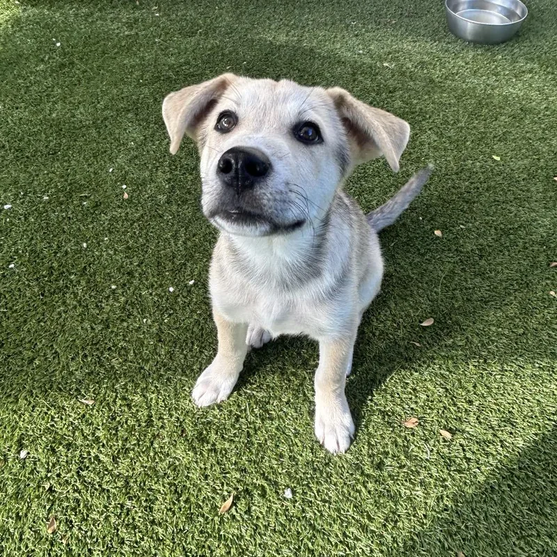 A baby medium-sized male White / Cream Husky dog named Salt for adoption in LOXAHATCHEE, FL