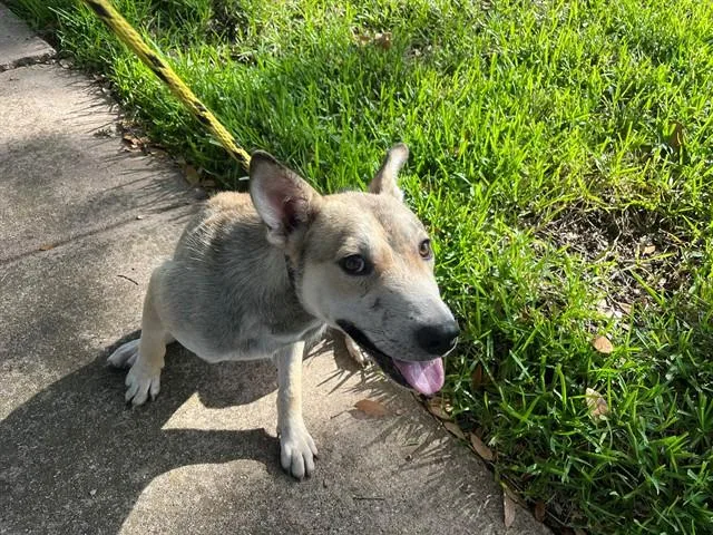 A young medium-sized male German Shepherd Dog dog named Liam for adoption in Garland, TX