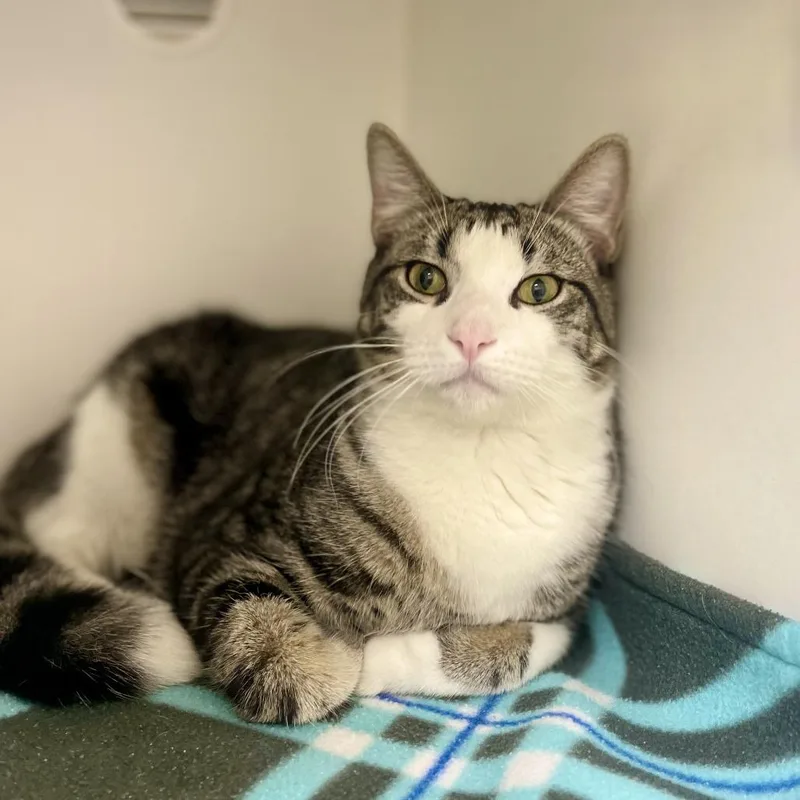 A young medium-sized male Domestic Short Hair cat named Ringo for adoption in Champaign, IL
