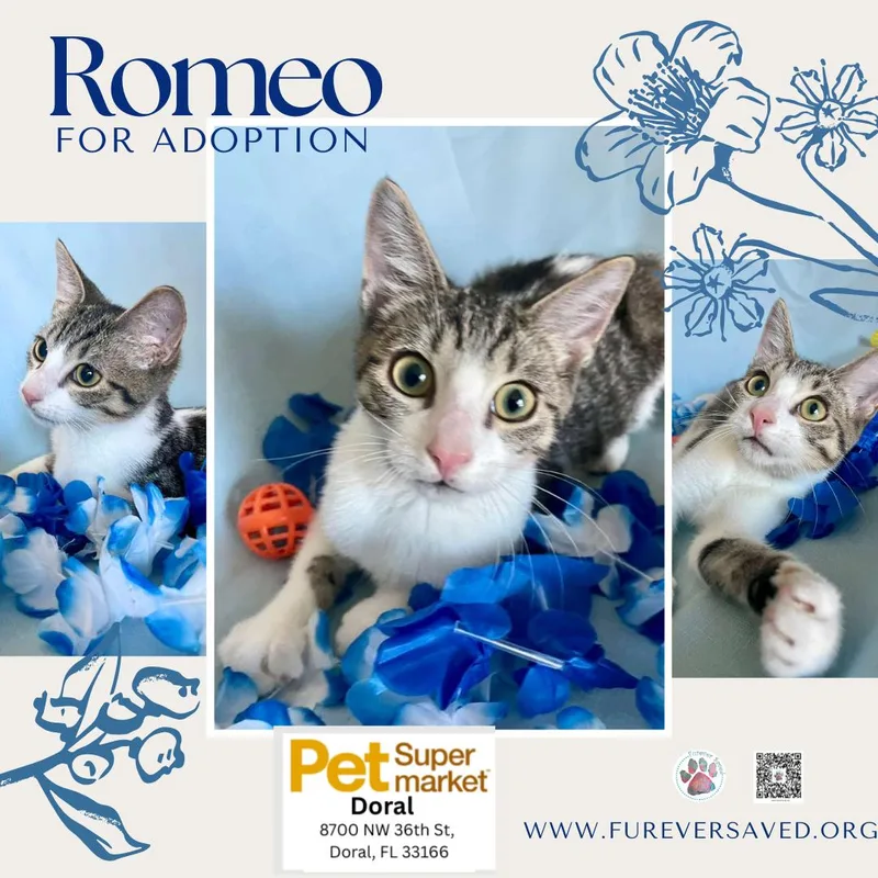 A baby small-sized female Gray / Blue / Silver Domestic Short Hair cat named Romeo for adoption in Miami, FL
