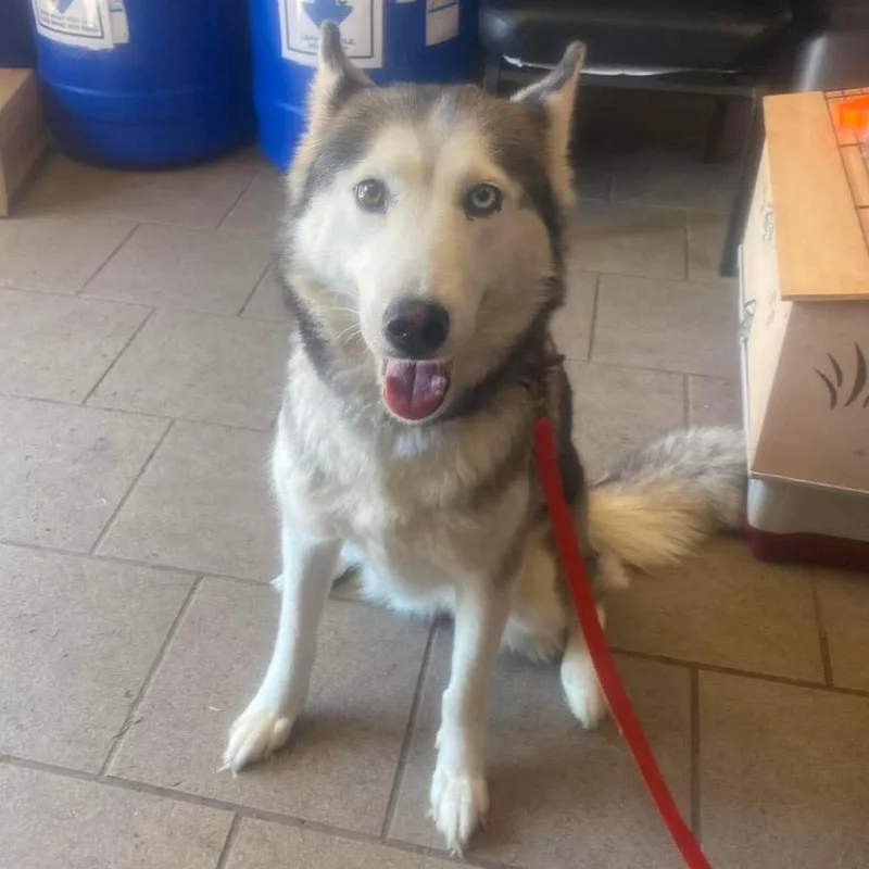 Luna Louise Stray Hold