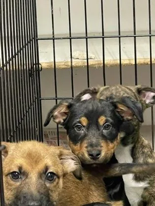 A baby small-sized female Mixed Breed dog named Mousse for adoption in West Chester, PA