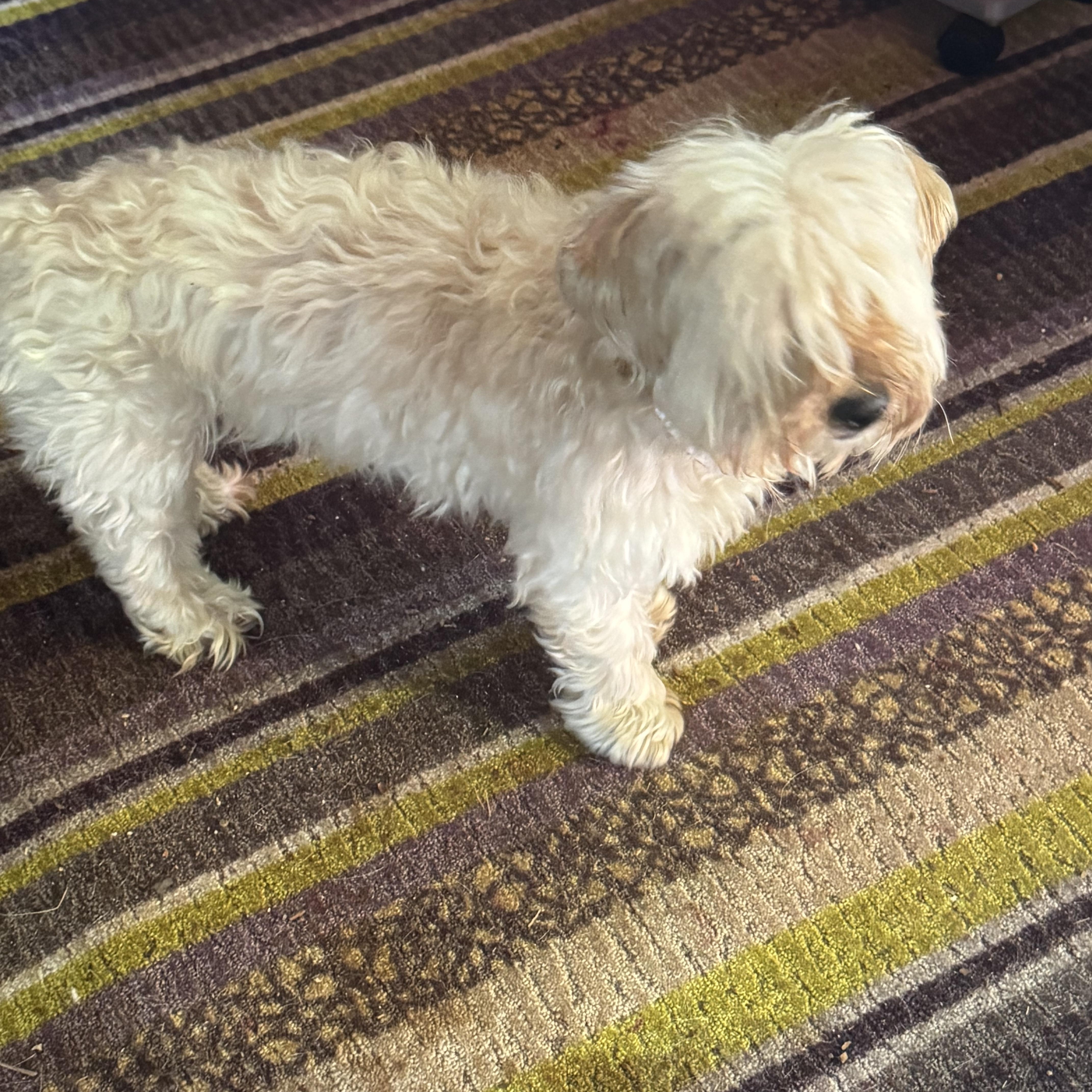 A senior small-sized male White / Cream Maltese dog named Sharky for adoption in Wingdale, NY