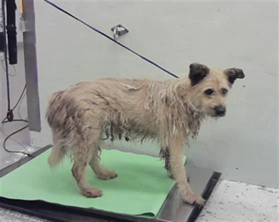 A senior medium-sized female Norfolk Terrier dog named Missy for adoption in Houston, TX
