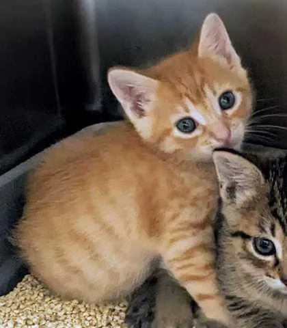 A baby small-sized male Domestic Short Hair cat named LionO for adoption in Daytona Beach, FL