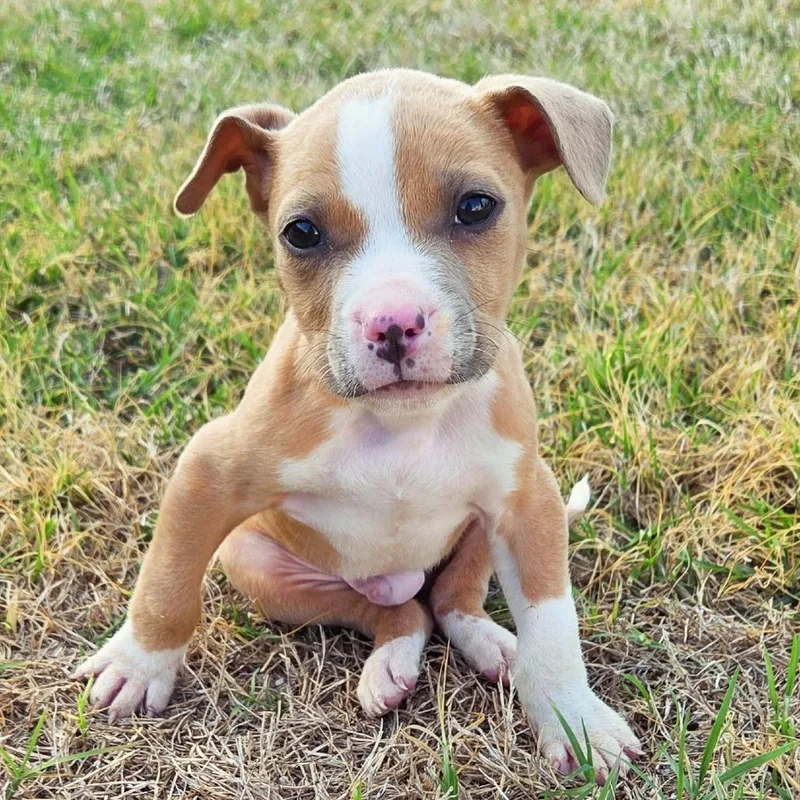 A baby small-sized male Brown / Chocolate Mixed Breed dog named Sage for adoption in Raleigh, NC