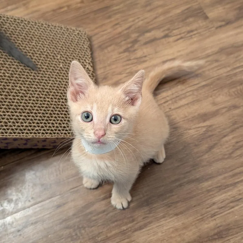 A baby small-sized male Buff / Tan / Fawn Domestic Short Hair cat named Starfleet Control for adoption in Fredericksburg, VA
