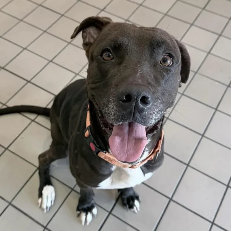 An adult large-sized male Tricolor (Brown, Black, & White) Mixed Breed dog named Kratos for adoption in Long Island City, NY