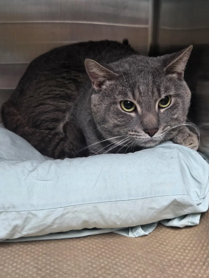 An adult large-sized male Domestic Short Hair cat named Haze for adoption in Trenton, NJ