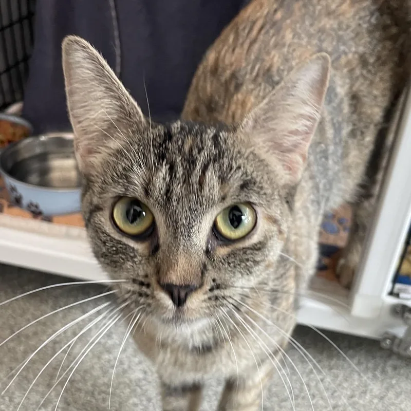 A young medium-sized female Brown / Chocolate Domestic Short Hair cat named Jonadel for adoption in Chicago, IL