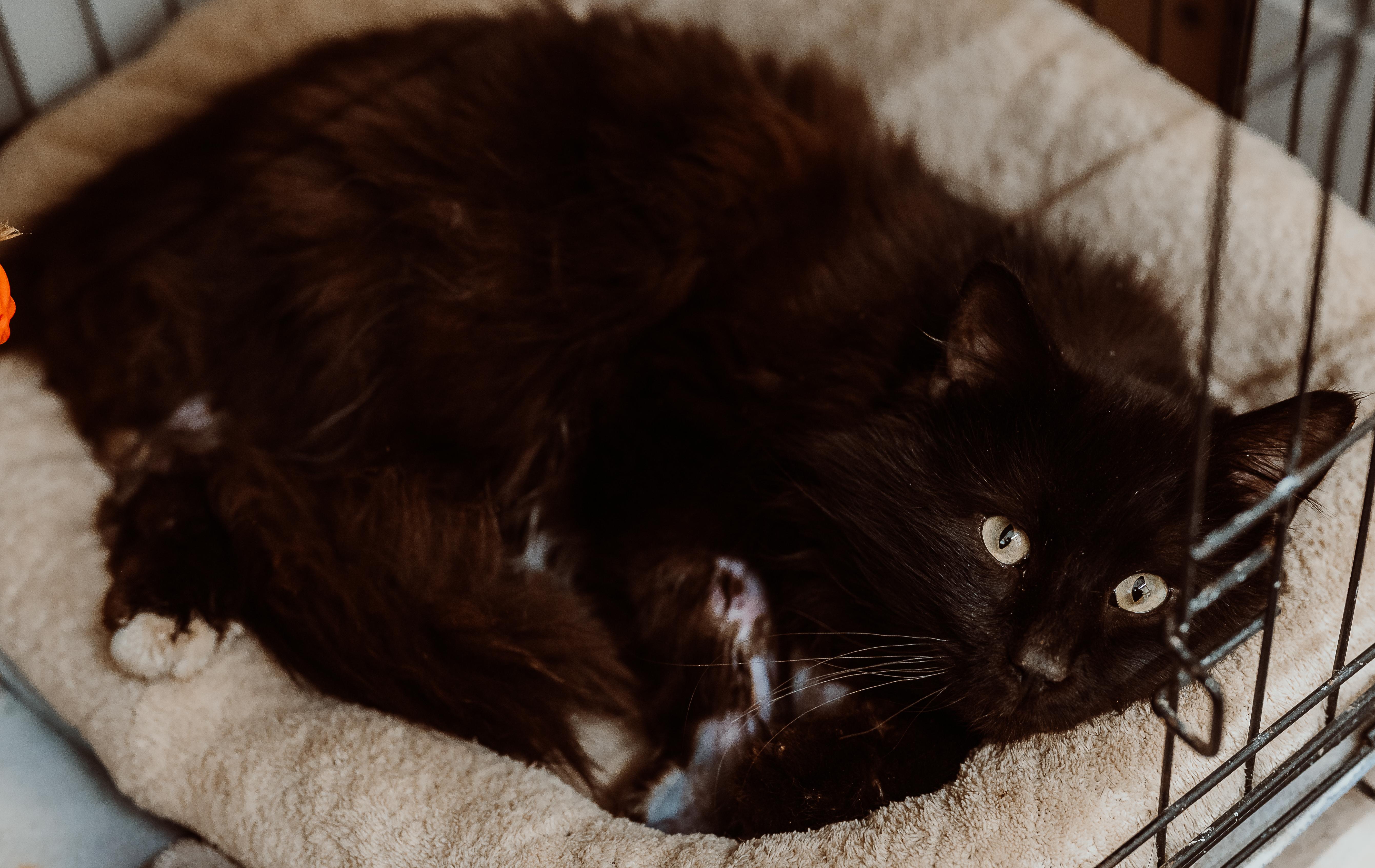 A young medium-sized male Black & White / Tuxedo Domestic Long Hair cat named Squeakers for adoption in Le Mars, IA