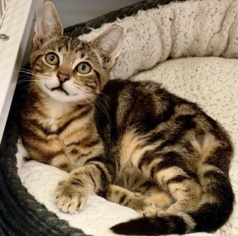 A baby small-sized male Bengal cat named Rio for adoption in Fort Lauderdale, FL