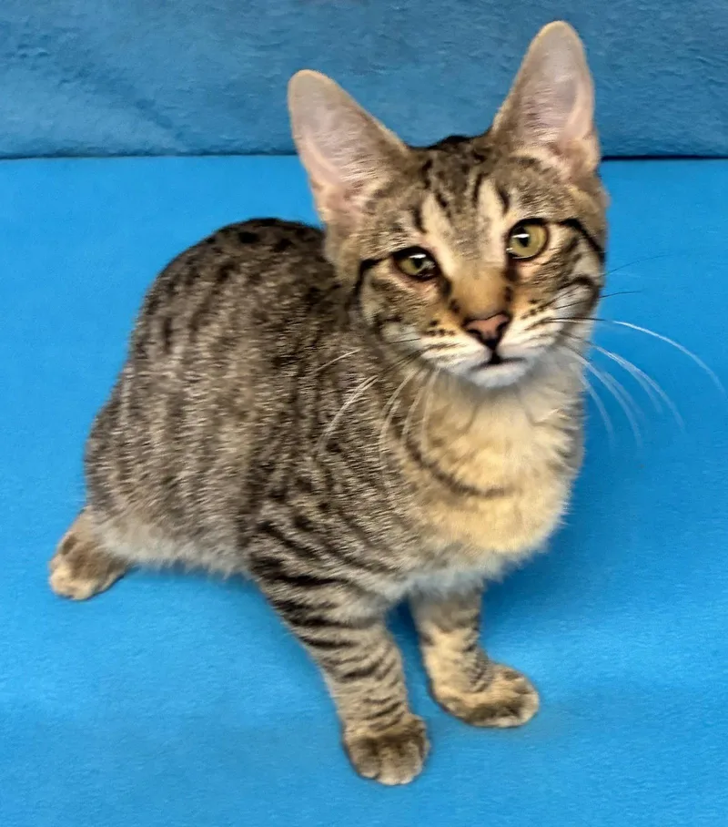 A baby medium-sized male Domestic Short Hair cat named Noah for adoption in Shawnee, KS