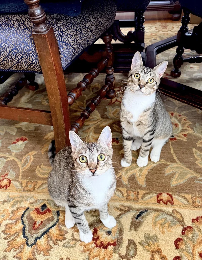 A young small-sized male Domestic Short Hair cat named Dave for adoption in South Pasadena, CA