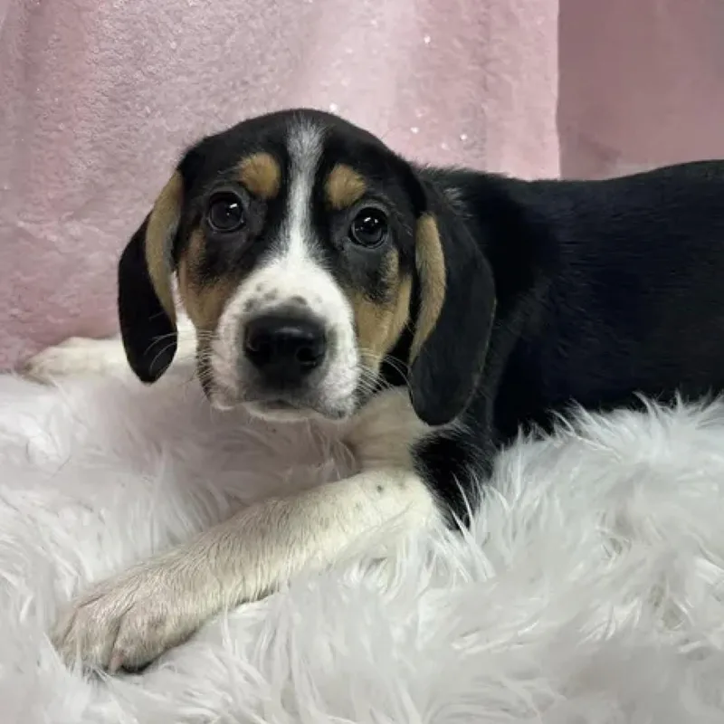 A baby medium-sized female Tricolor (Brown, Black, & White) Husky dog named Genesis for adoption in Cedarburg, WI