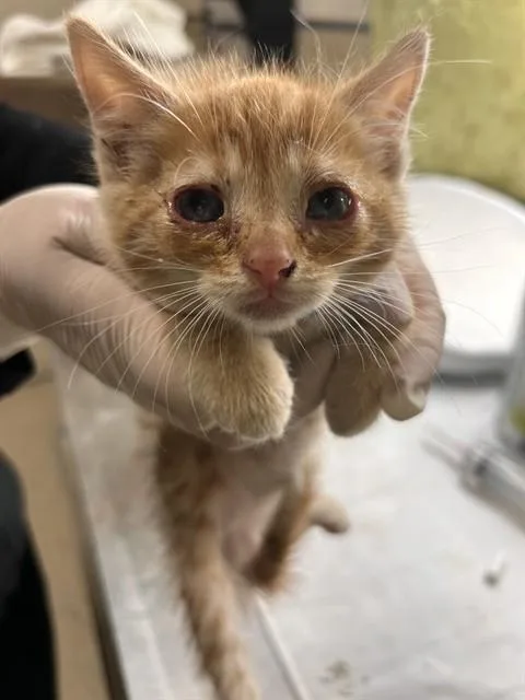 A baby small-sized male Domestic Short Hair cat named Canelo for adoption in Riverside, CA