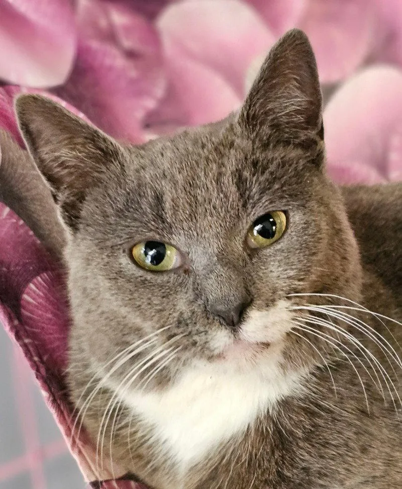 An adult small-sized female Domestic Short Hair cat named Samantha for adoption in Lovingston, VA