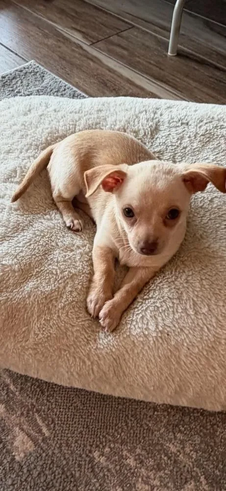 A baby small-sized female White / Cream Chihuahua dog named Lily for adoption in Tampa, FL