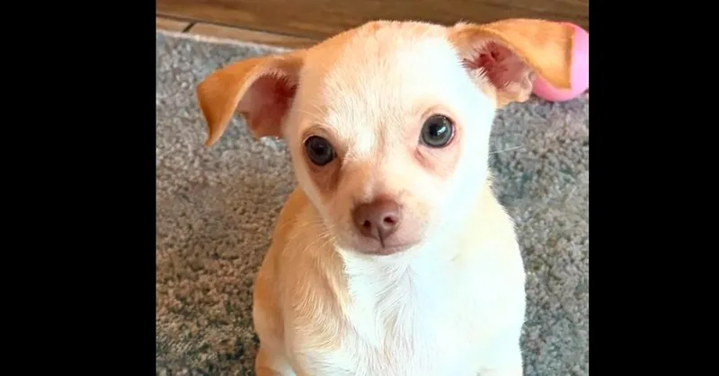 Lily thumbnail 3