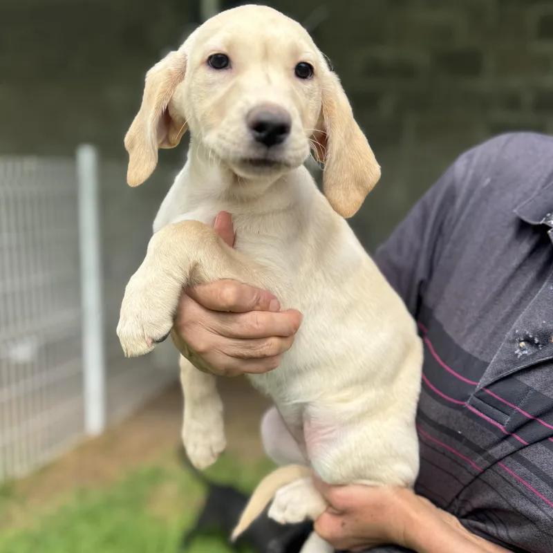 A baby medium-sized female Apricot / Beige Labrador Retriever dog named Daisy for adoption in Manvel, TX