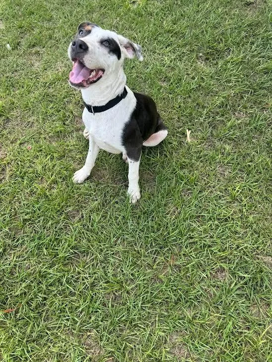 A young large-sized male Shepherd dog named Bud for adoption in Nacogdoches, TX