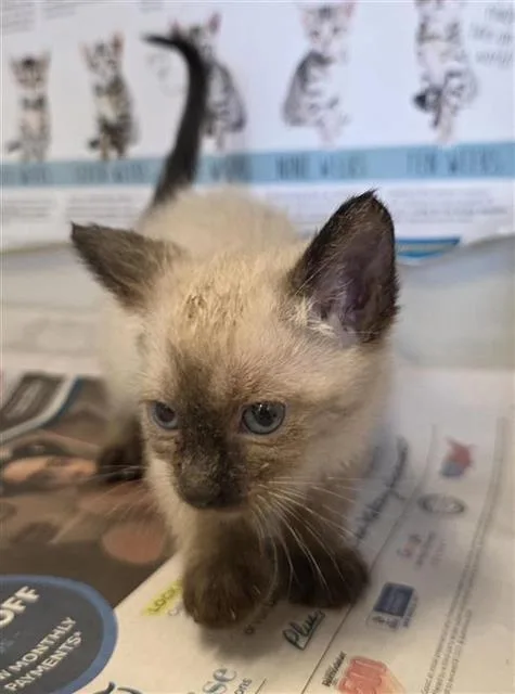 A baby small-sized female Domestic Short Hair cat named Yum Yum for adoption in San Antonio, TX