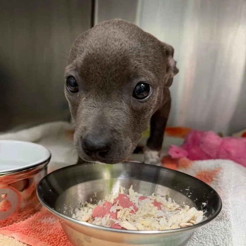 A baby medium-sized female Gray / Blue / Silver Pit Bull Terrier dog named Luseal for adoption in Austin, TX