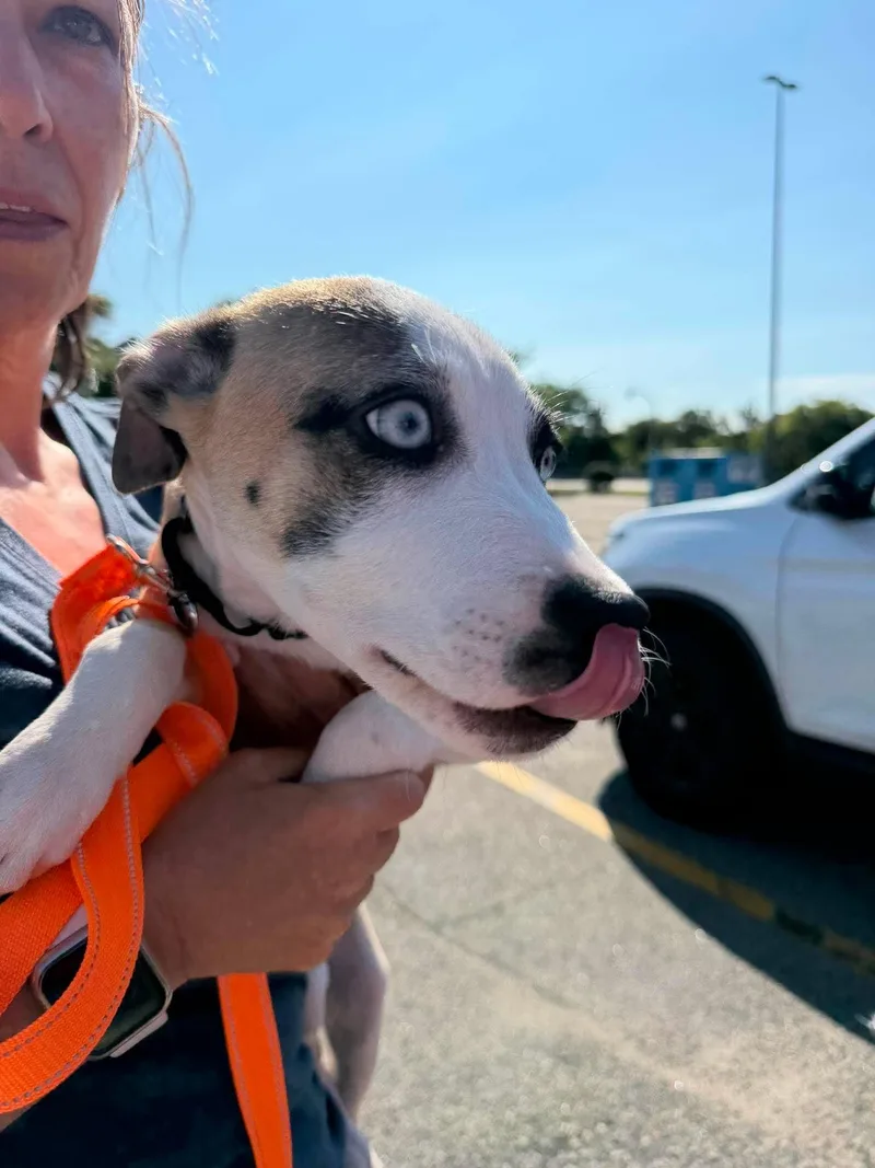 A baby medium-sized male Feist dog named Nutmeg for adoption in Holbrook, NY
