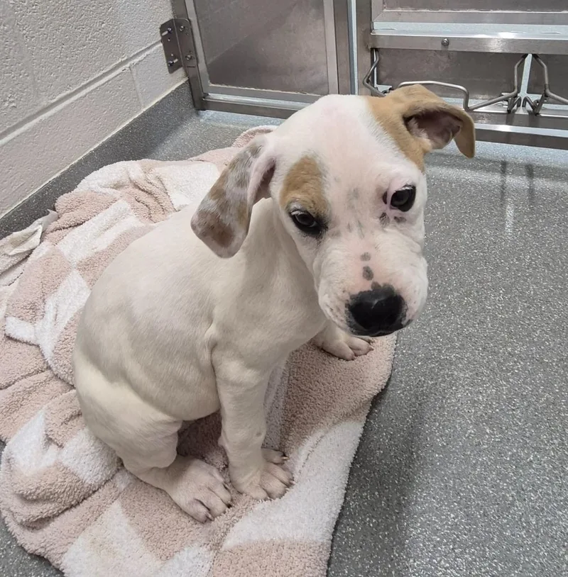 A baby medium-sized female Labrador Retriever dog named Loretta “lickin’ Lynn” Snout for adoption in East Ridge, TN