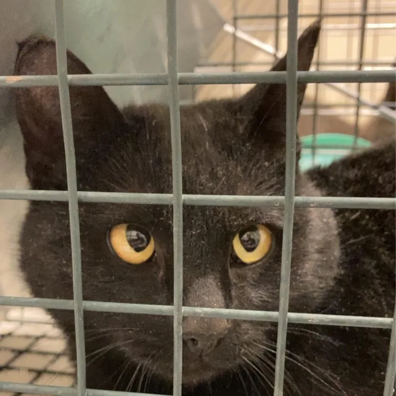An adult medium-sized female Black American Shorthair cat named Dew for adoption in Taos, NM
