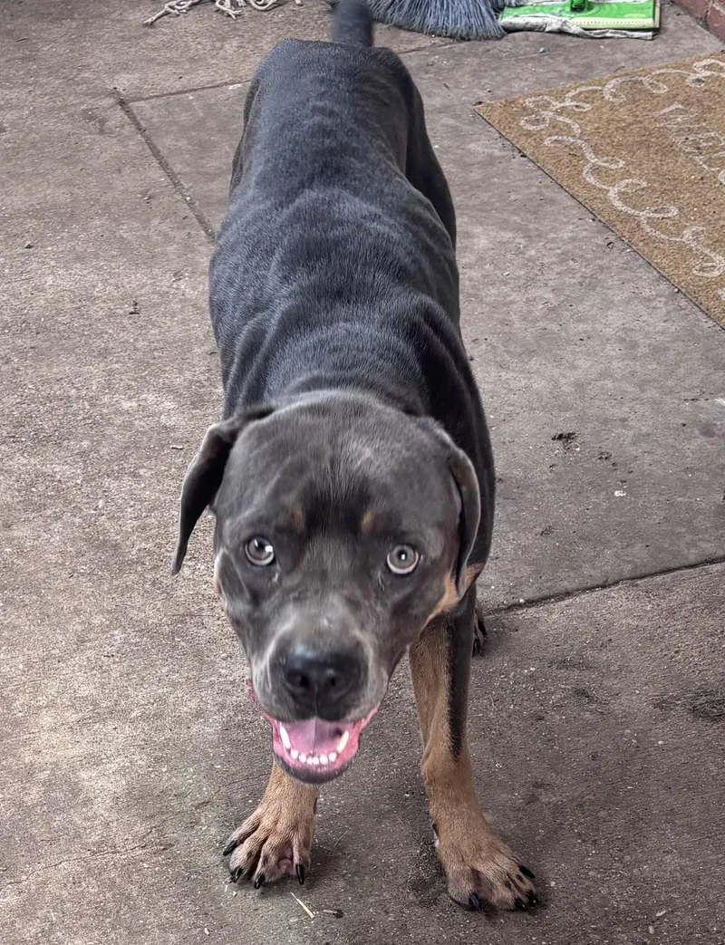 A young large-sized male Bicolor Cane Corso dog named Goliath for adoption in Dallas, TX