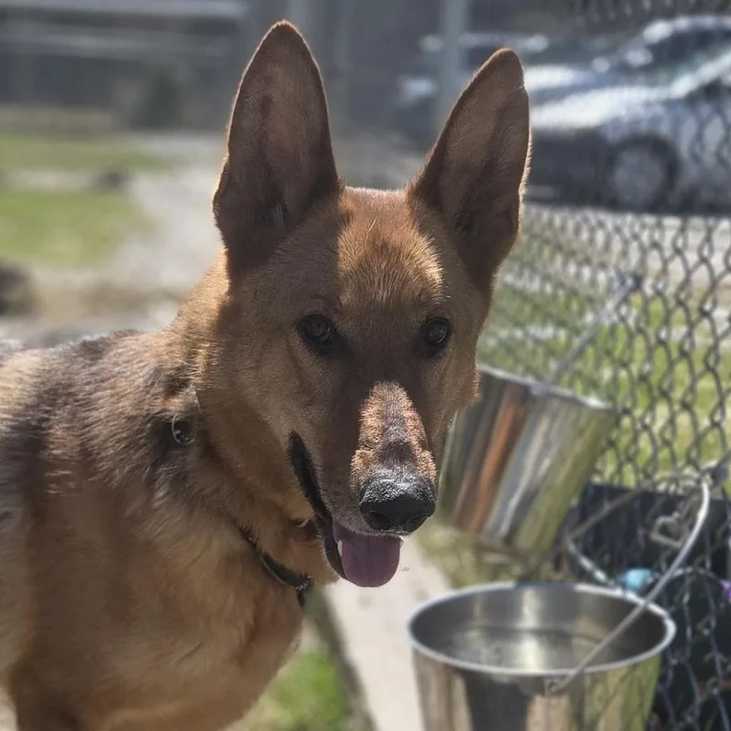 An adult large-sized male German Shepherd Dog dog named Max for adoption in Pittsford, VT