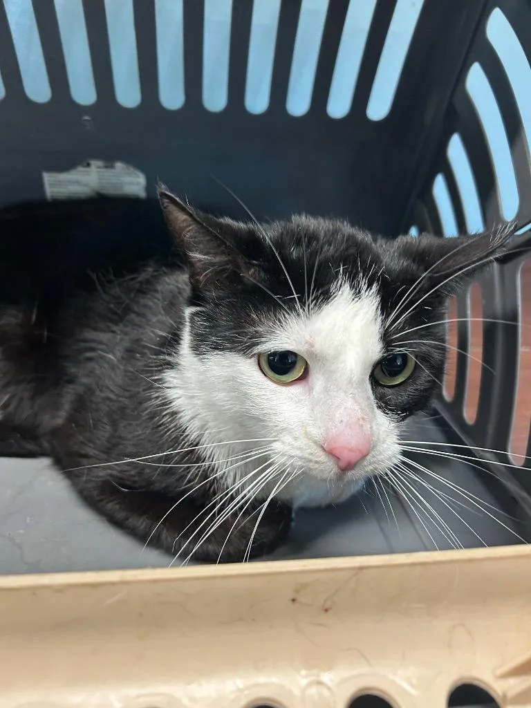 A young medium-sized male Domestic Short Hair cat named Banana for adoption in Gautier, MS