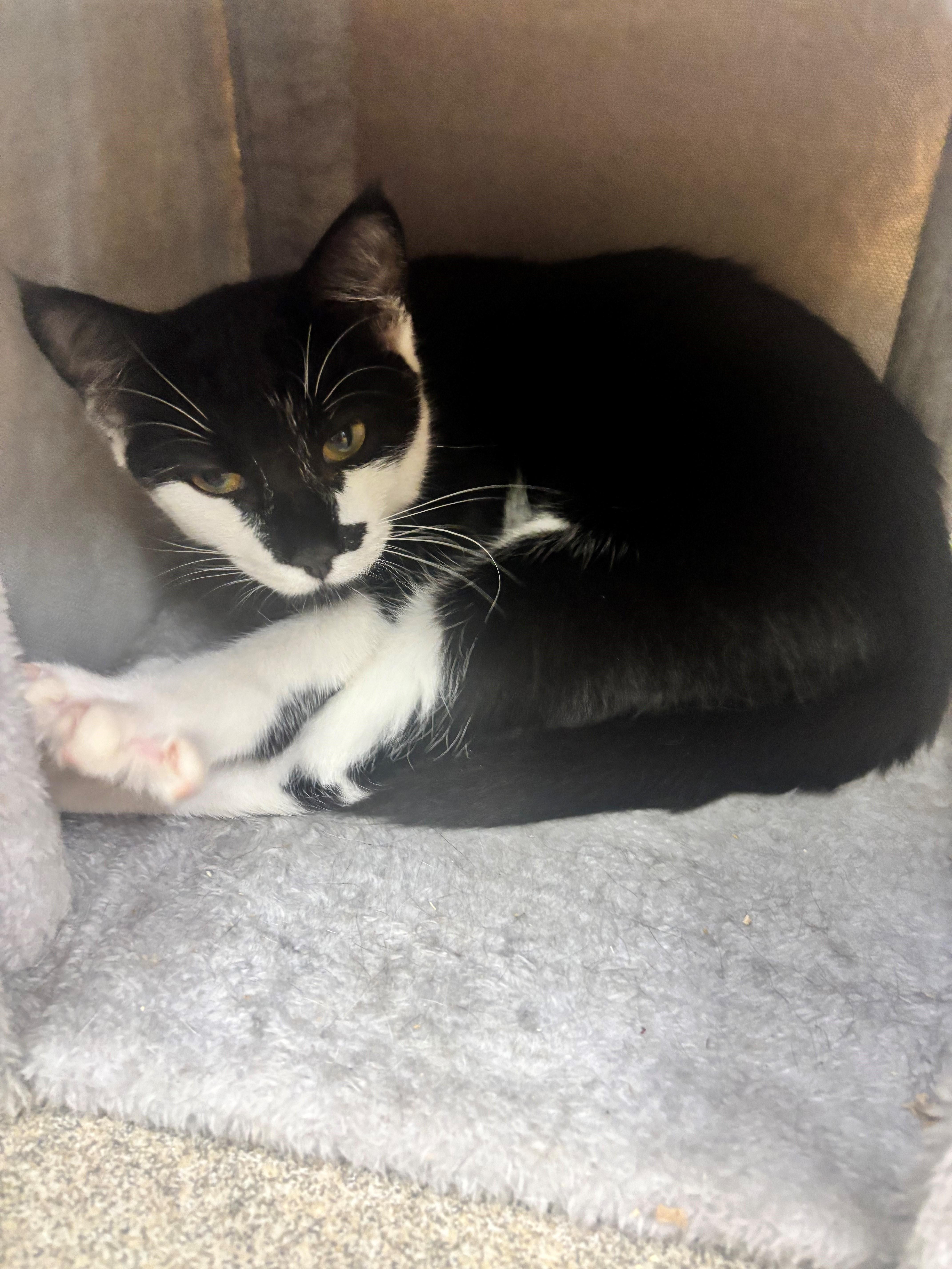 A young medium-sized male Black Domestic Short Hair cat named Roan for adoption in Edison, NJ