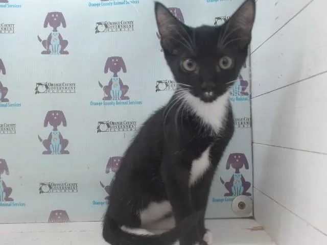 A baby small-sized male Domestic Short Hair cat named Oreo Disco for adoption in Orlando, FL