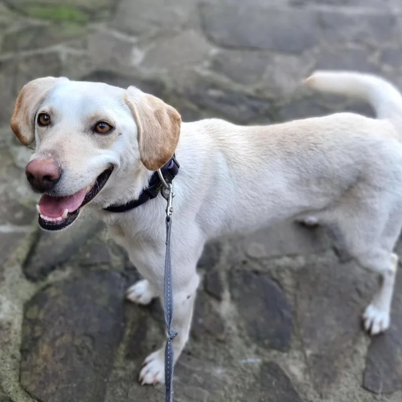 A young medium-sized female Yellow / Tan / Blond / Fawn Labrador Retriever dog named Elza for adoption in Morristown, NJ