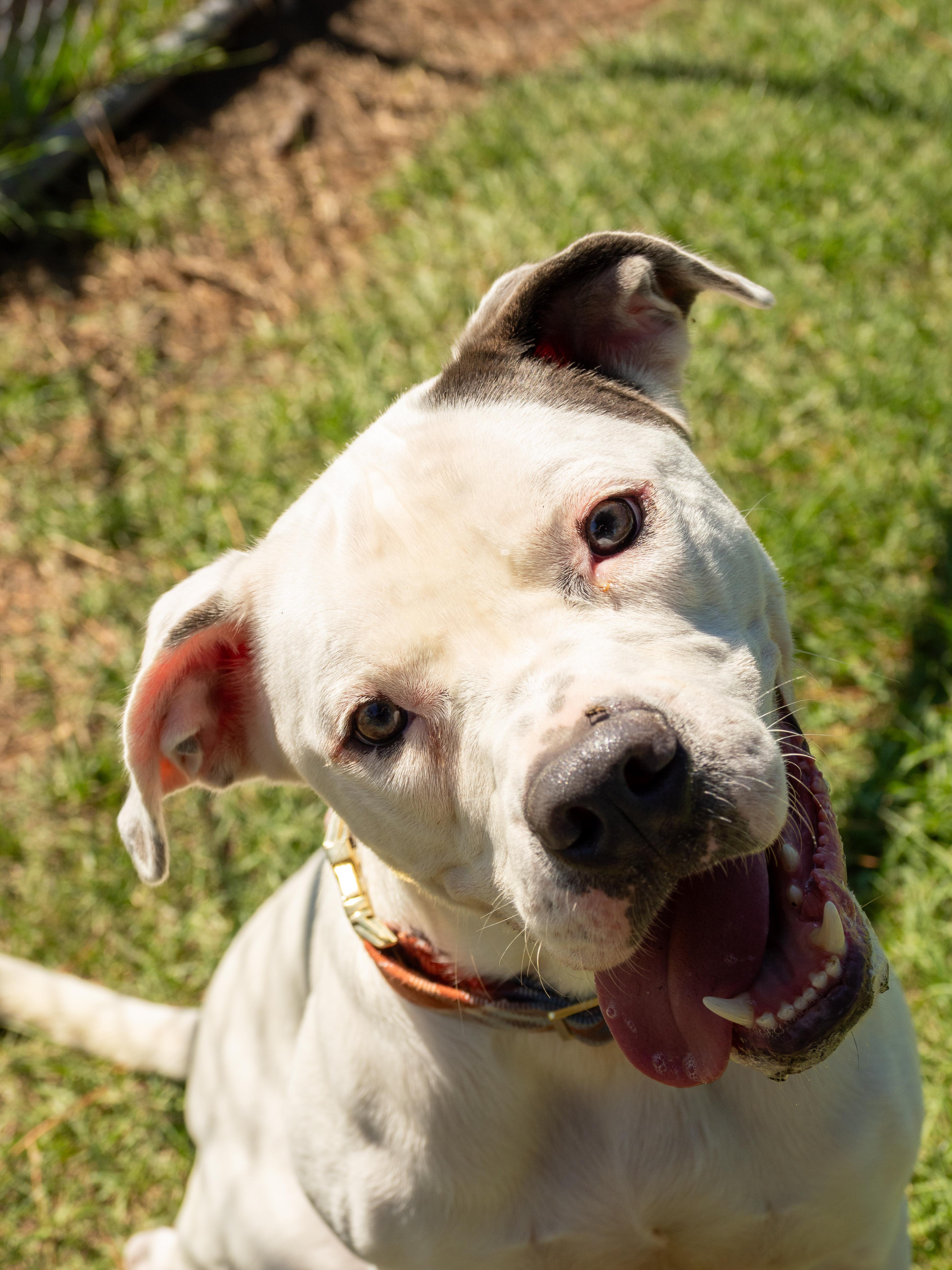 An adult medium-sized male White / Cream Mixed Breed dog named Whisper for adoption in Myrtle Beach, SC