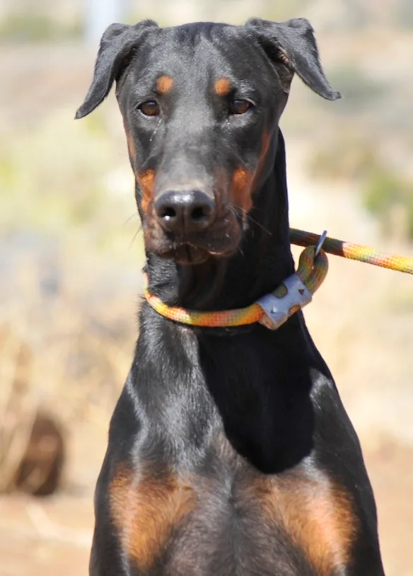 Mercedes thumbnail 4