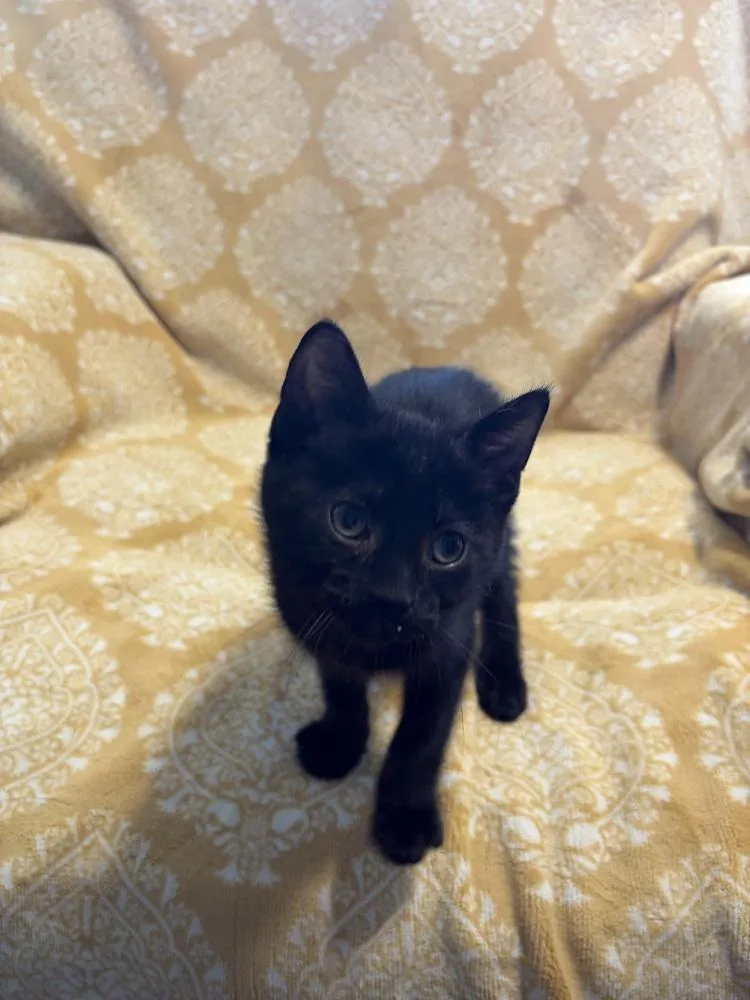 A young small-sized male Black Domestic Short Hair cat named Thyme for adoption in Wheaton, IL