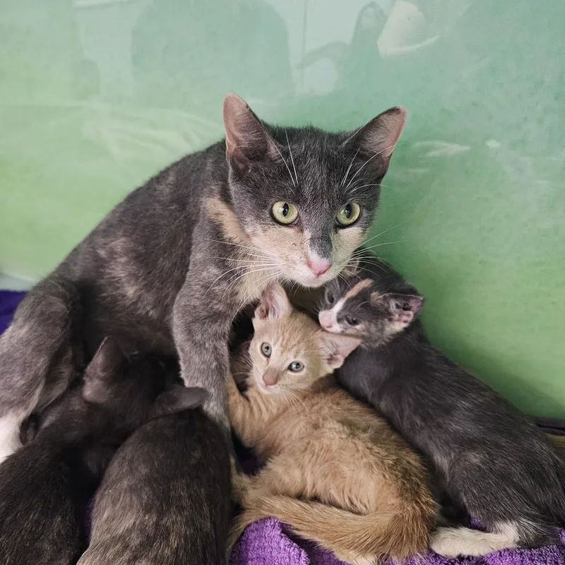 An adult medium-sized female Dilute Tortoiseshell American Shorthair cat named Surprise for adoption in Brooklyn, NY