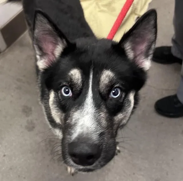 An adult large-sized male Siberian Husky dog named Yoyo for adoption in Tucson, AZ