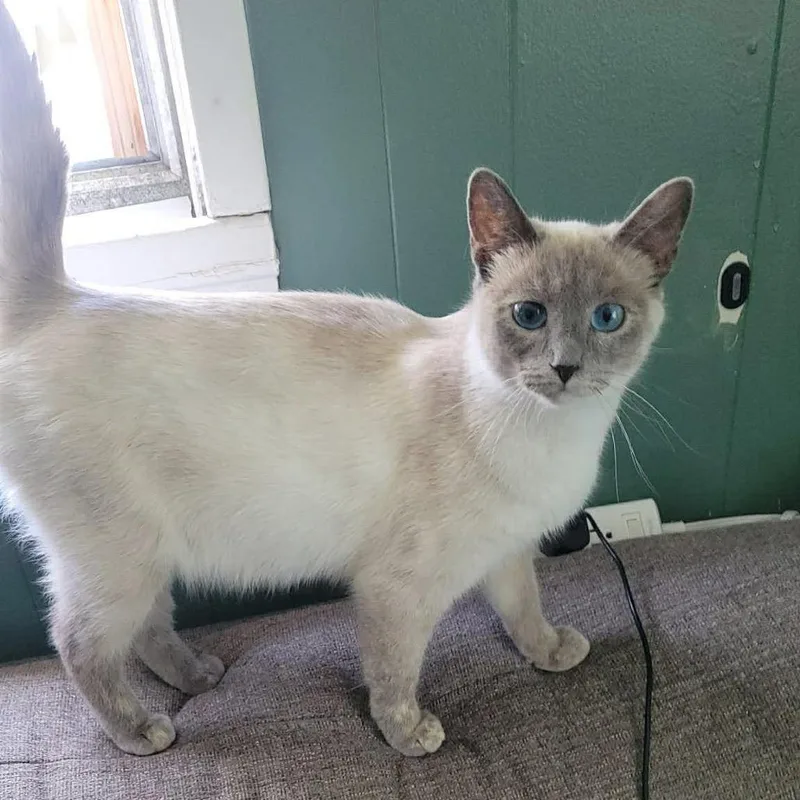 An adult medium-sized female White Domestic Short Hair cat named Chai for adoption in Springfield, OH