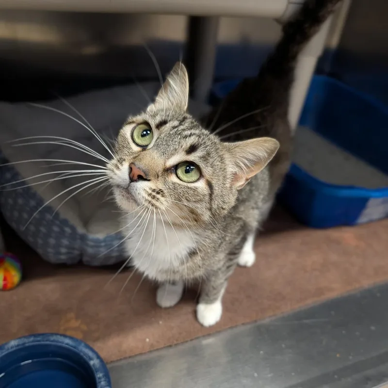 An adult medium-sized female Tabby (Buff / Tan / Fawn) Domestic Short Hair cat named Breezy for adoption in Cape Girardeau, MO