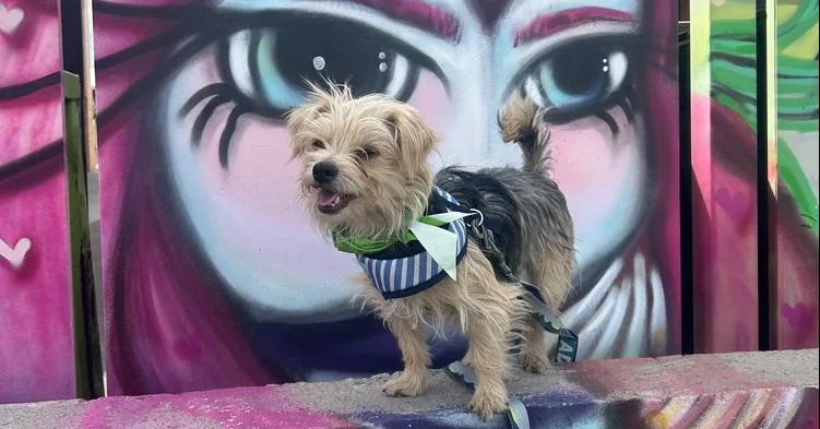 A young small-sized male Brown / Chocolate Yorkshire Terrier dog named Nicolas for adoption in Denver, CO