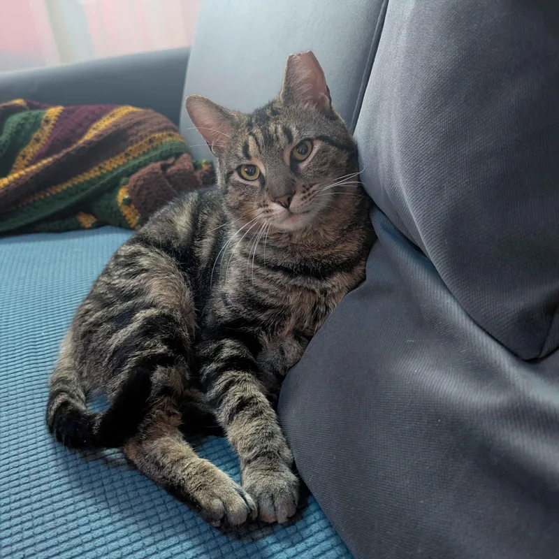 An adult medium-sized male Tabby (Buff / Tan / Fawn) American Shorthair cat named Johnny for adoption in Weehawken, NJ
