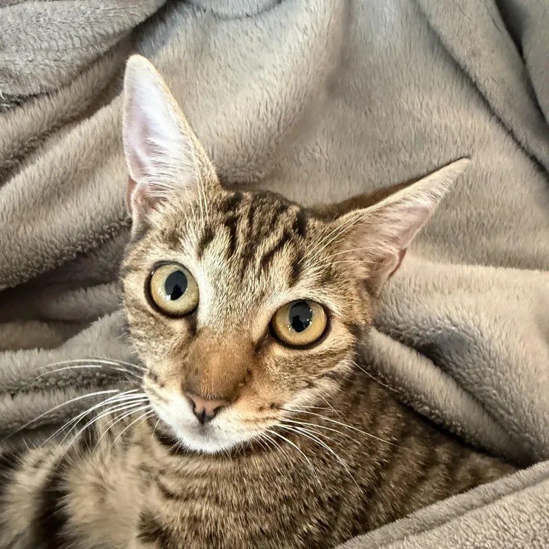A baby medium-sized male Tabby (Tiger Striped) Tabby cat named Mercedes and Michael for adoption in East Falmouth, MA