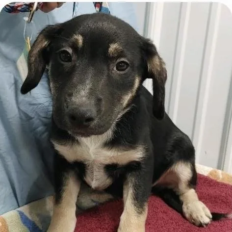 Boy Puppies thumbnail 3