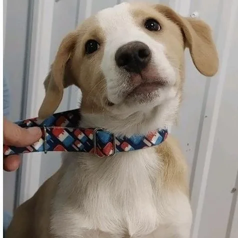 Boy Puppies thumbnail 4