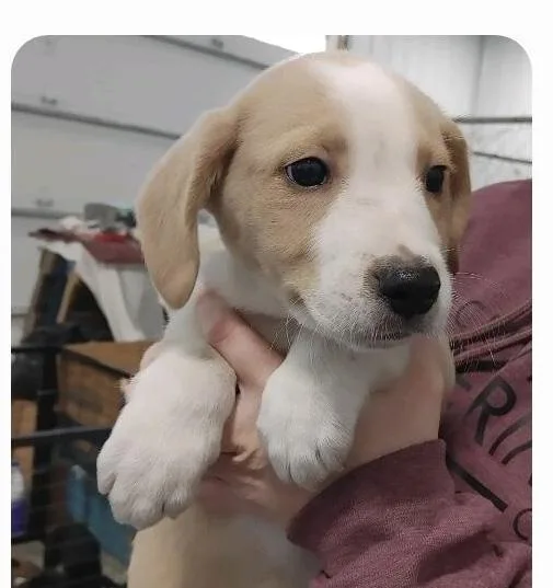 Boy Puppies thumbnail 5