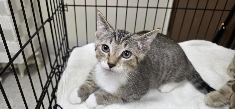 A young medium-sized male Domestic Short Hair cat named Dallas for adoption in Lancaster, PA